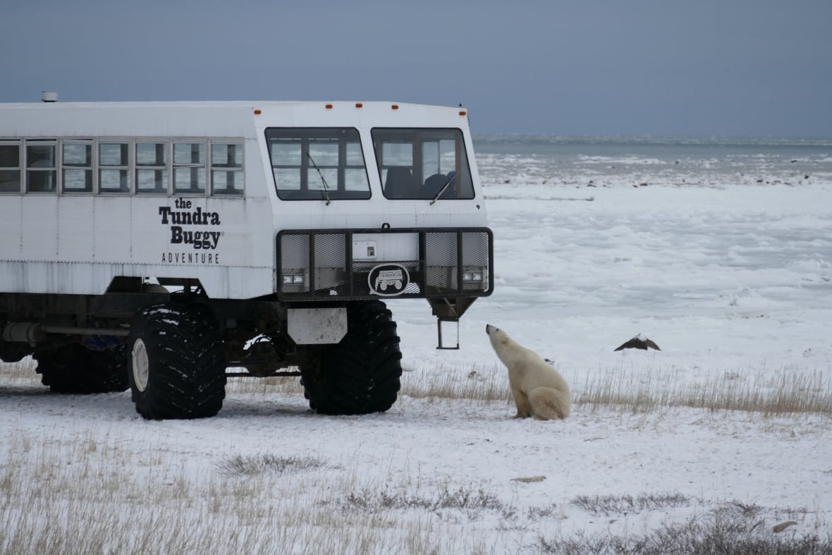 Manitoba cancels polar bear ecotourism permits for company owned by PC leadership candidate