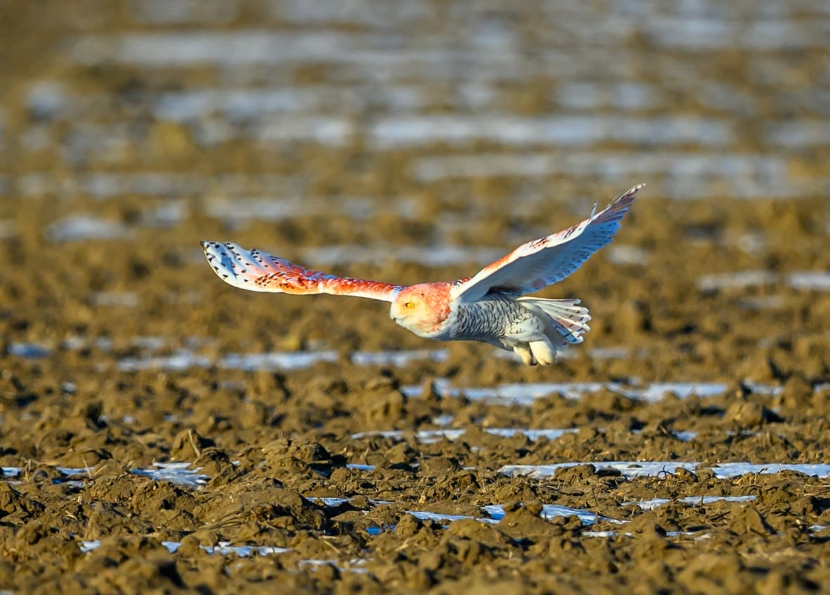 Nobody knows why this snowy owl is orange