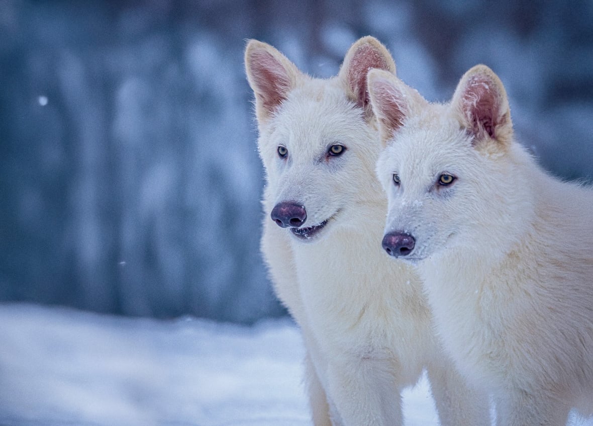 A biotech company has, sort of, revived the long-extinct dire wolf