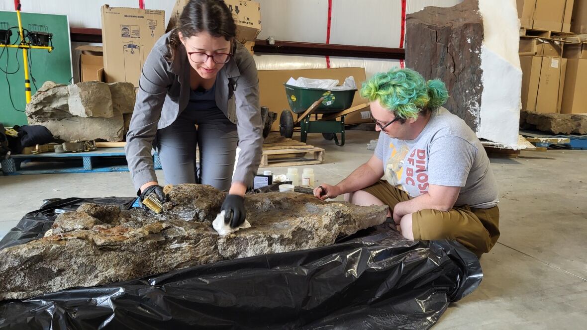 Ankylosaur footprints from Canada are first of their kind in the world