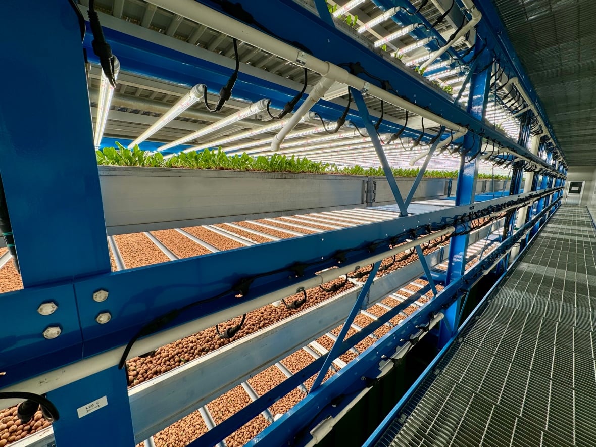 Can Canada grow more of its own food? Greenhouses, vertical farming make it possible, experts say