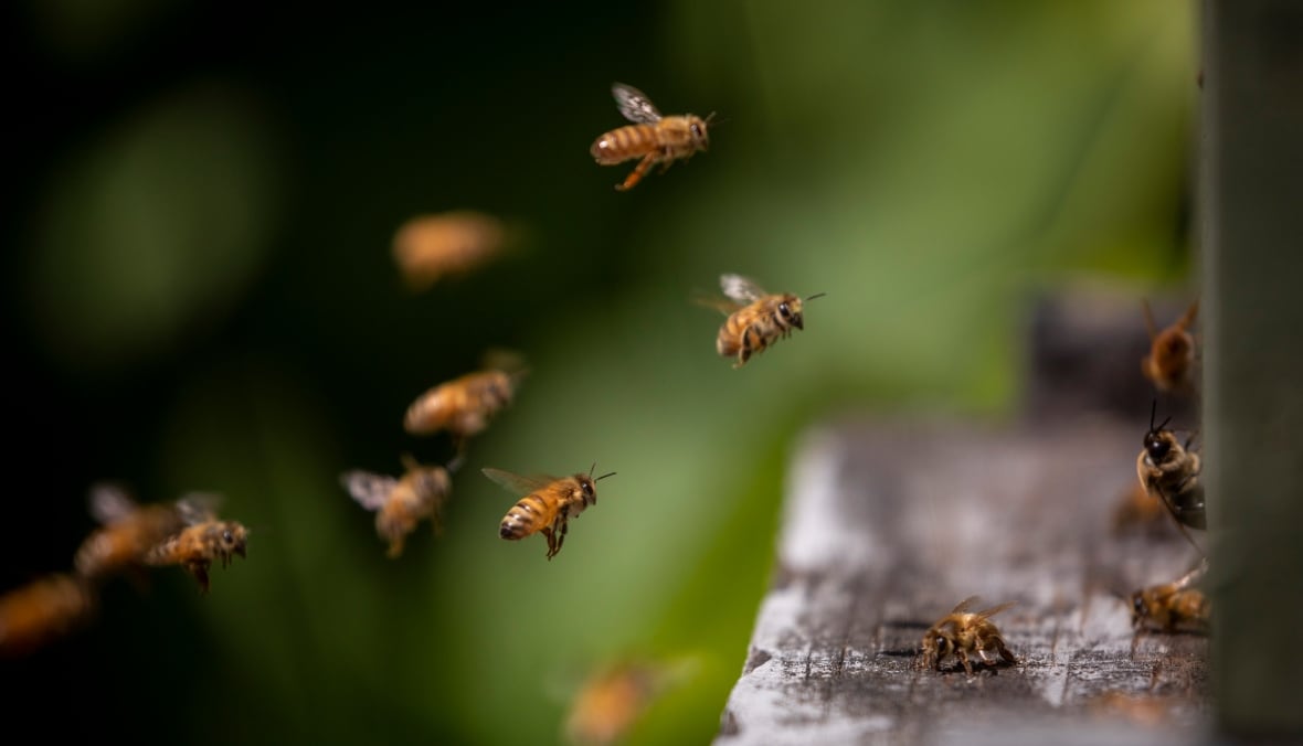 Canadian honey farmers fear sting of China's canola tariffs