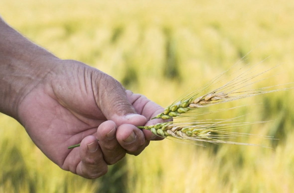 Fungal diseases 'growing increasingly resistant to treatment,' WHO says