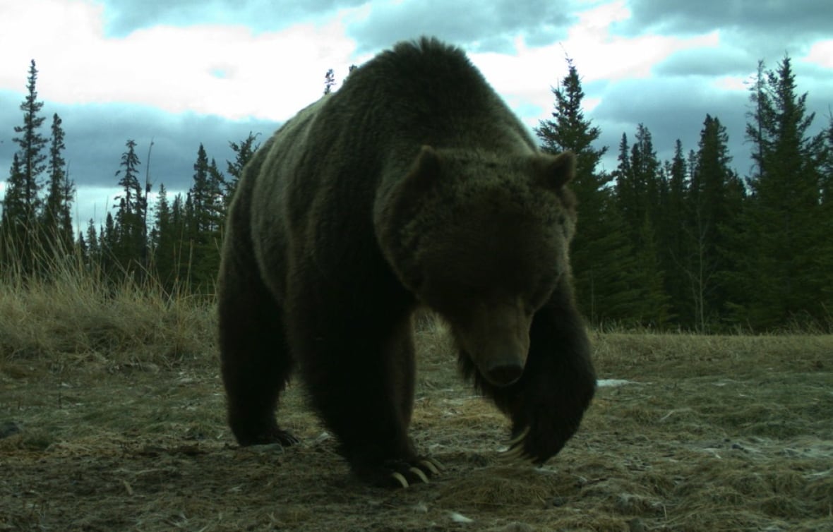Legendary grizzly 'The Boss' and other Alberta bears emerging from winter dens