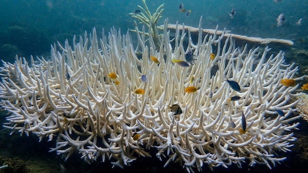 Most of world's colourful corals go white in record-breaking bleaching