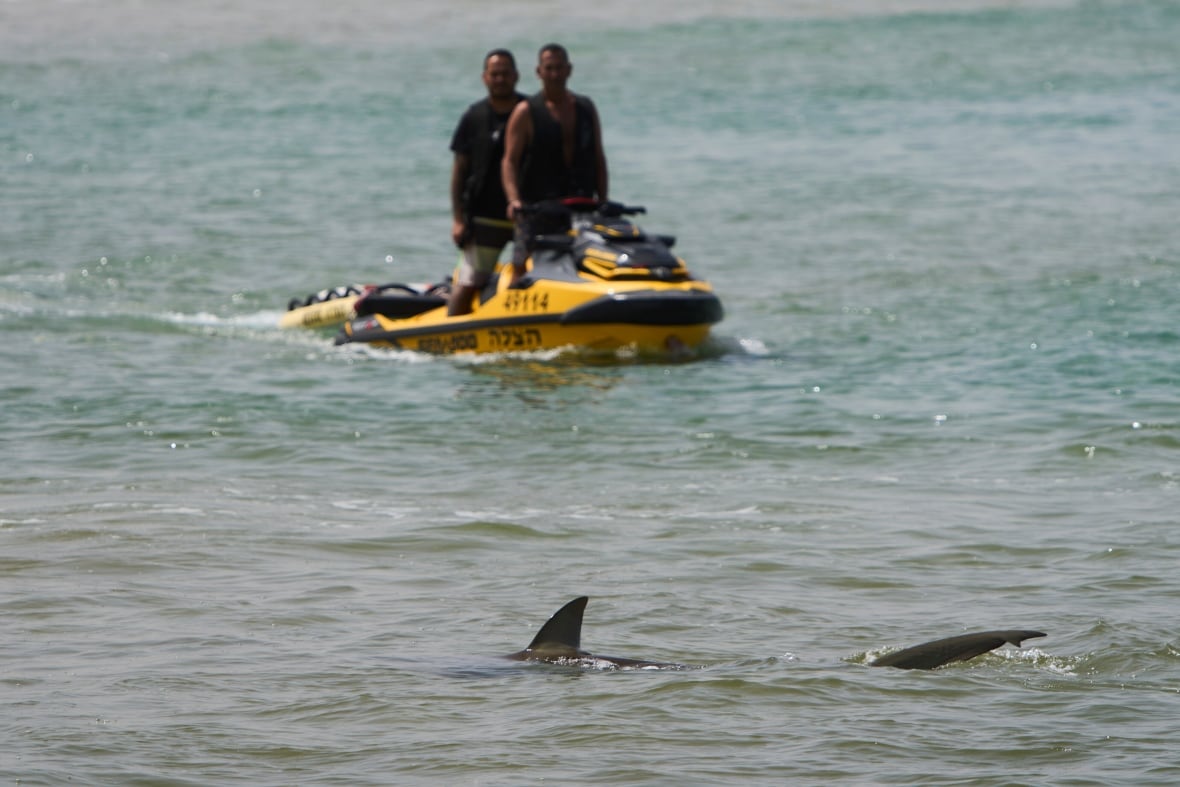 Suspected Israel shark attack highlights risk of entering waters when marine animals present