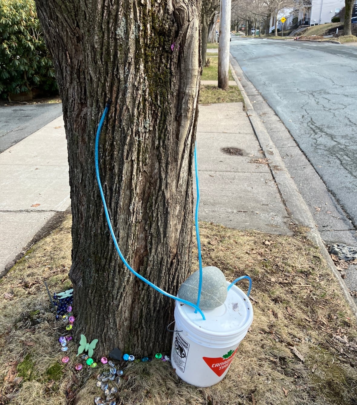 Urban sugaring a success for one Haligonian, but city not so sweet on idea