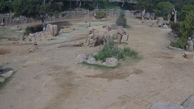 When an earthquake hit, these elephants formed a protective circle around their youngest