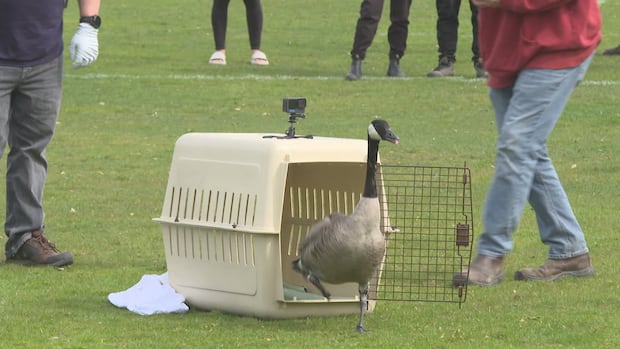 Wilson the goose finally free after surviving 7 months with arrow lodged in rump