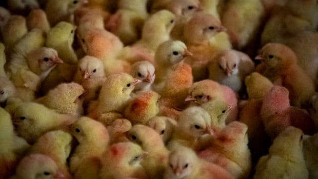 With 8.7 million birds dead, B.C. farmers assess avian flu toll, and worry about what's next