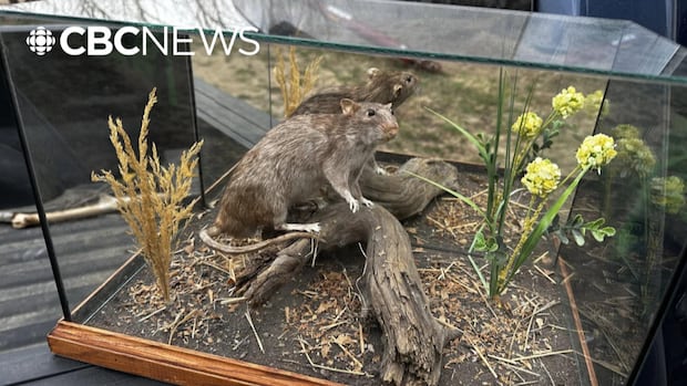 75 years of Alberta's mission to keep rats at bay
