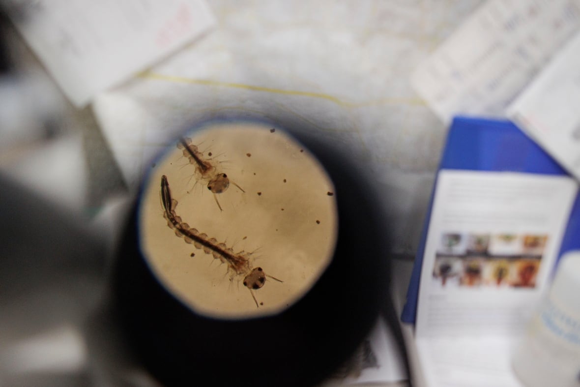 Beware: Mosquito season will soon be upon us. Here's what you need to know