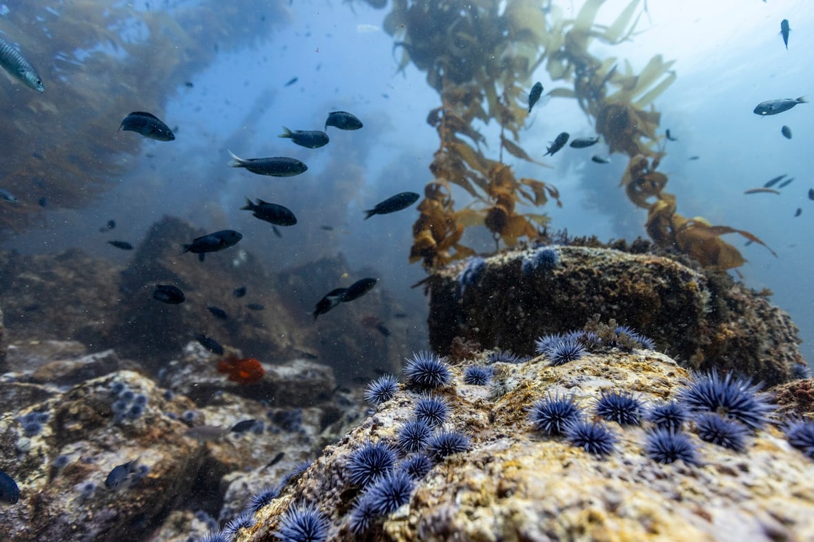 David Attenborough's Ocean documentary has a scene straight out of Dune