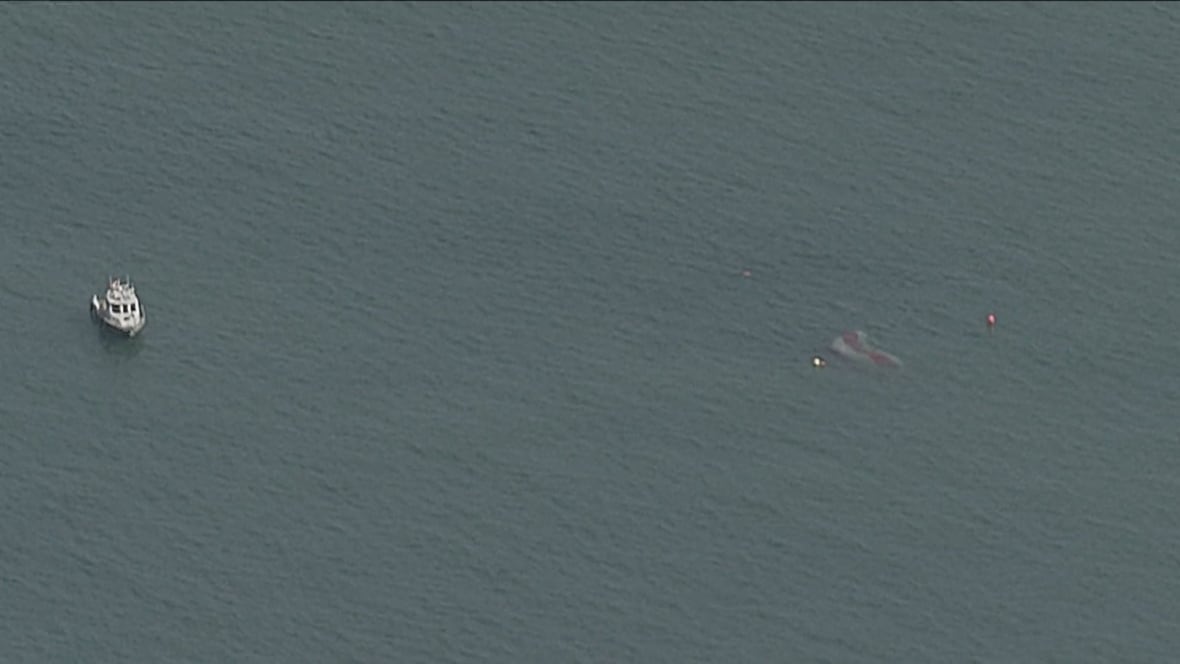 Man rescued after small plane makes emergency landing in Lake Ontario, Toronto police say