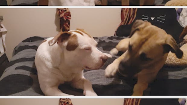 Regina woman says police shot dog, then she was arrested for the 'theft of my own pets'