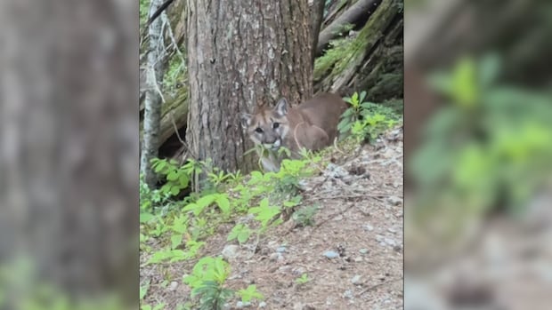 Aggressive cougars shut down biking trails in Whistler, B.C., area
