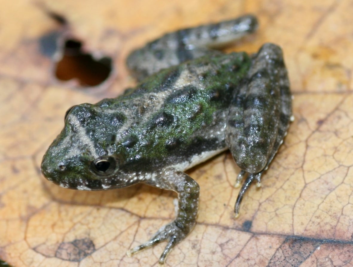 As this tiny frog disappears from Canada, conservationist warn fast-tracking bills put more species at risk