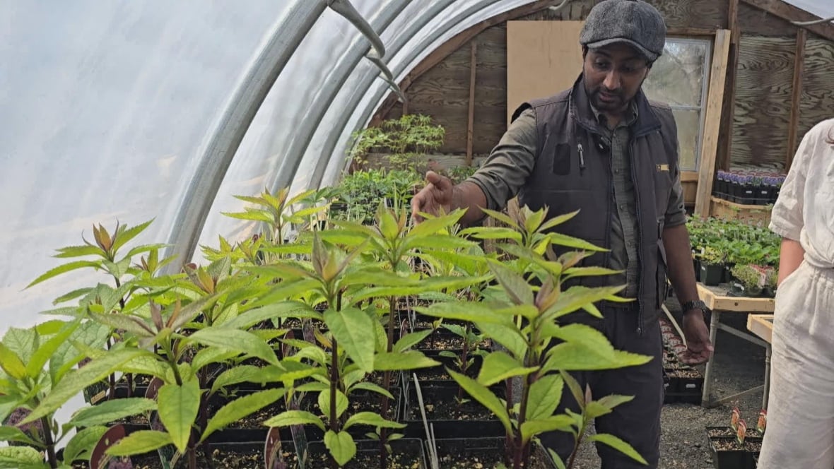 From roundabout gardens to park meadows, how cities across Canada are encouraging pollinators