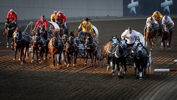 Heart monitors for horses, shaded pens for bulls part of rodeo safety at Calgary Stampede