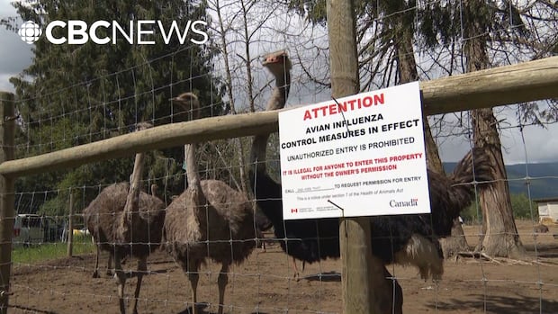 How the fate of a herd of ostriches on a small B.C. farm caught the attention of the Trump administration