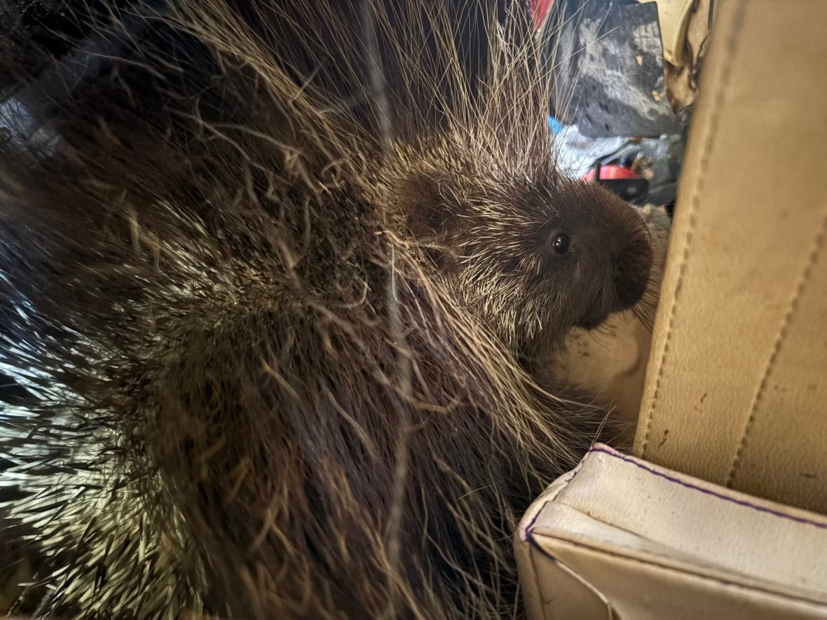 Stowaway porcupine travels by helicopter, plane, boat and truck on nearly 2,000-km round-trip across B.C.