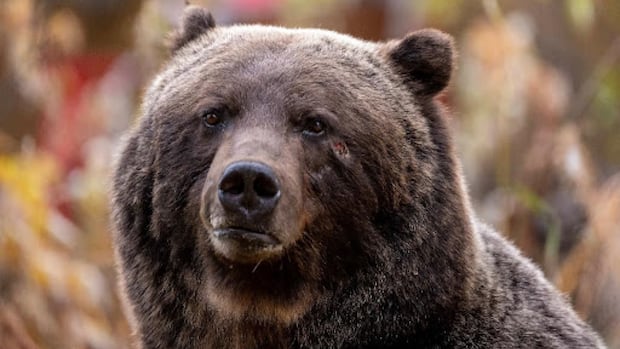 Two female grizzlies killed by trains in Banff National Park