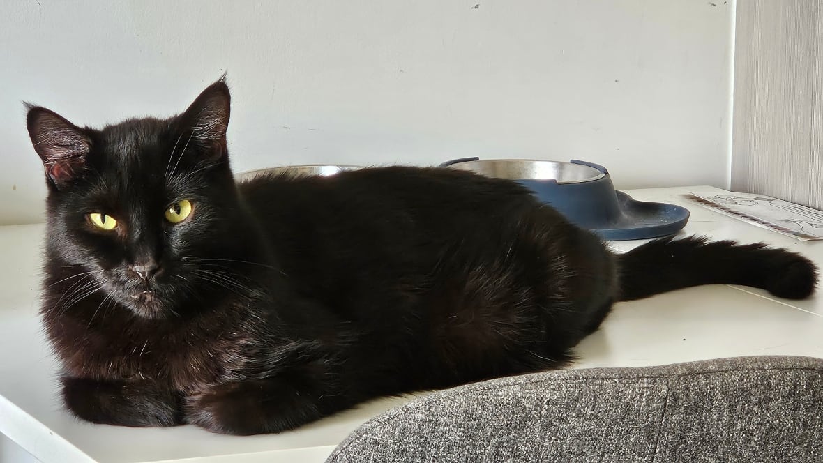 B.C. couple dodging dozens of calls about their missing cat â but their cat isn't missing