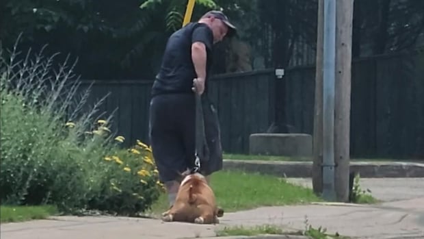 Dog dragged down street was 'failed every step of the way,' says rescue group after Hamilton owner fined $2K
