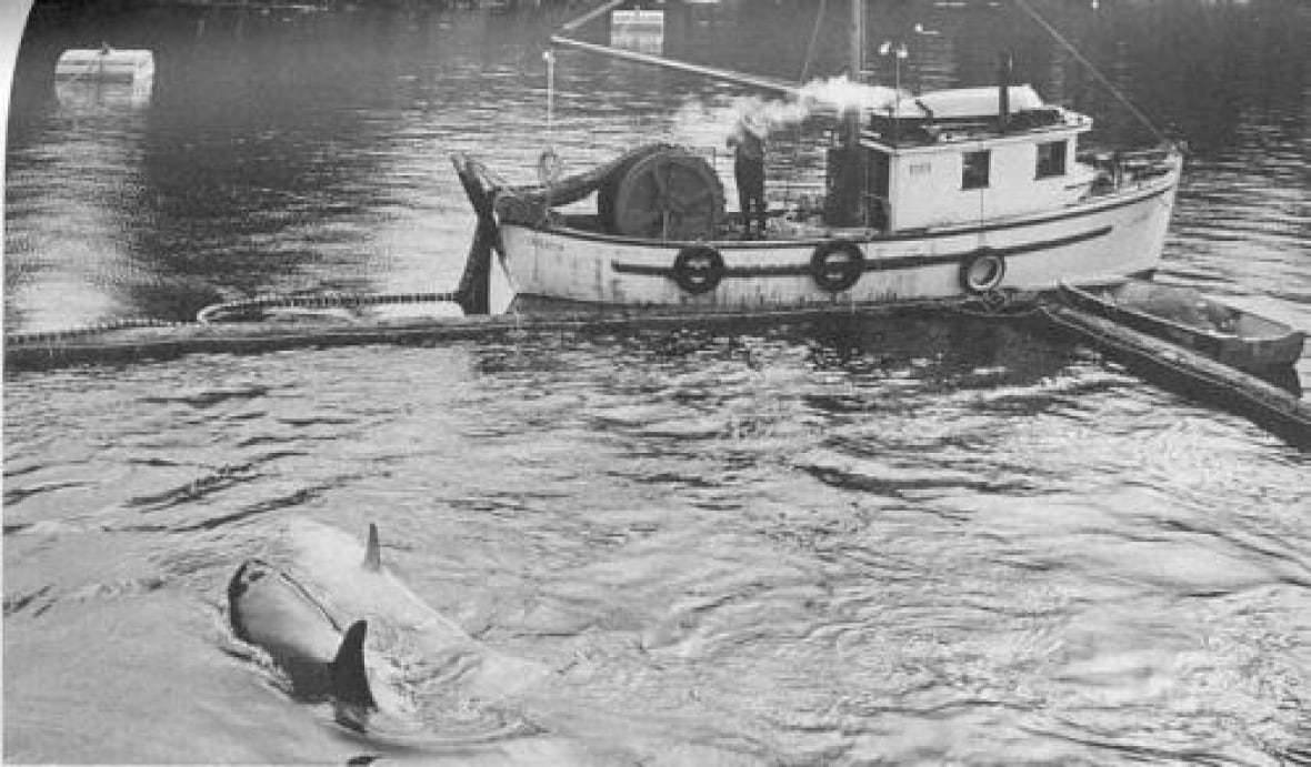 How a group of orcas were captured â and some freed â in B.C. waters over 50 years ago