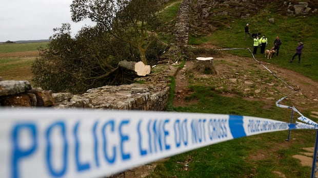 Men who cut down Britain's famed Sycamore Gap tree sentenced to more than 4 years in prison