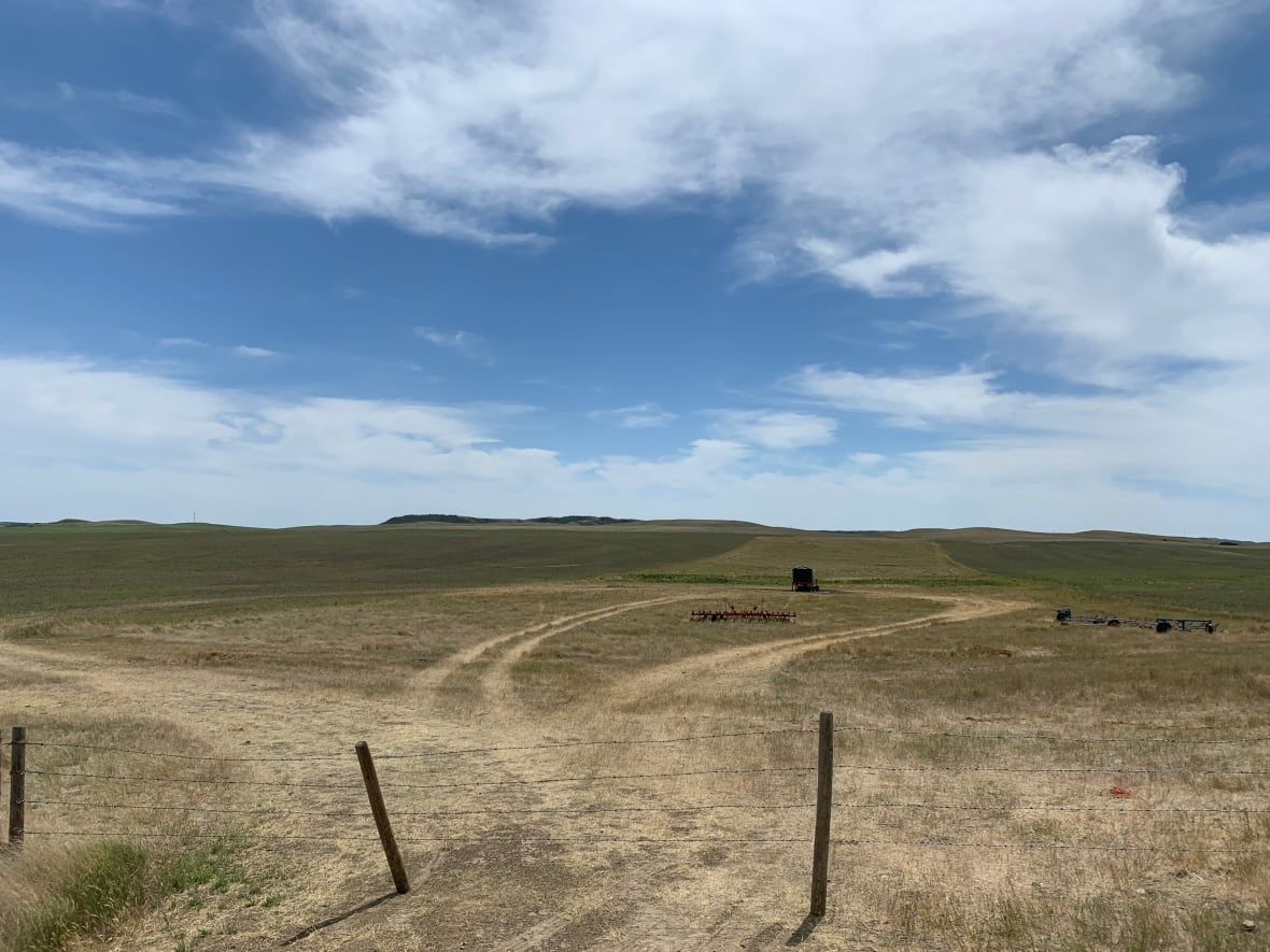 'Nothing grew': 4 southwest Sask. municipalities declare states of emergency due to drought