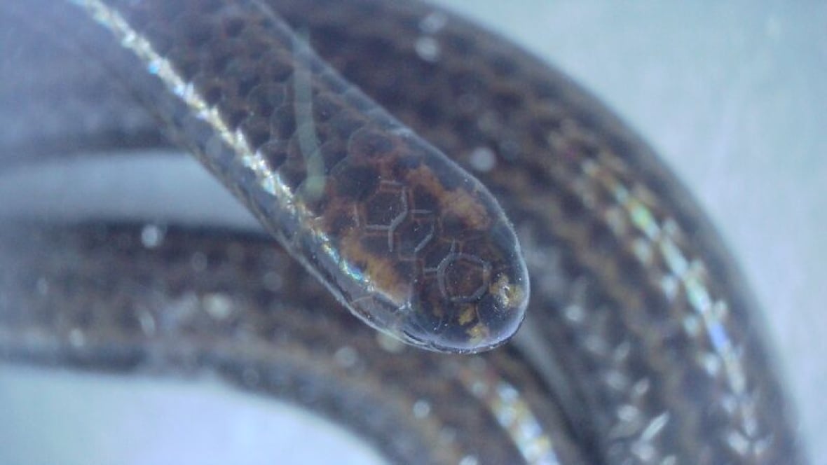 Scientists find the world's smallest snake, once feared extinct, hanging out under a rock
