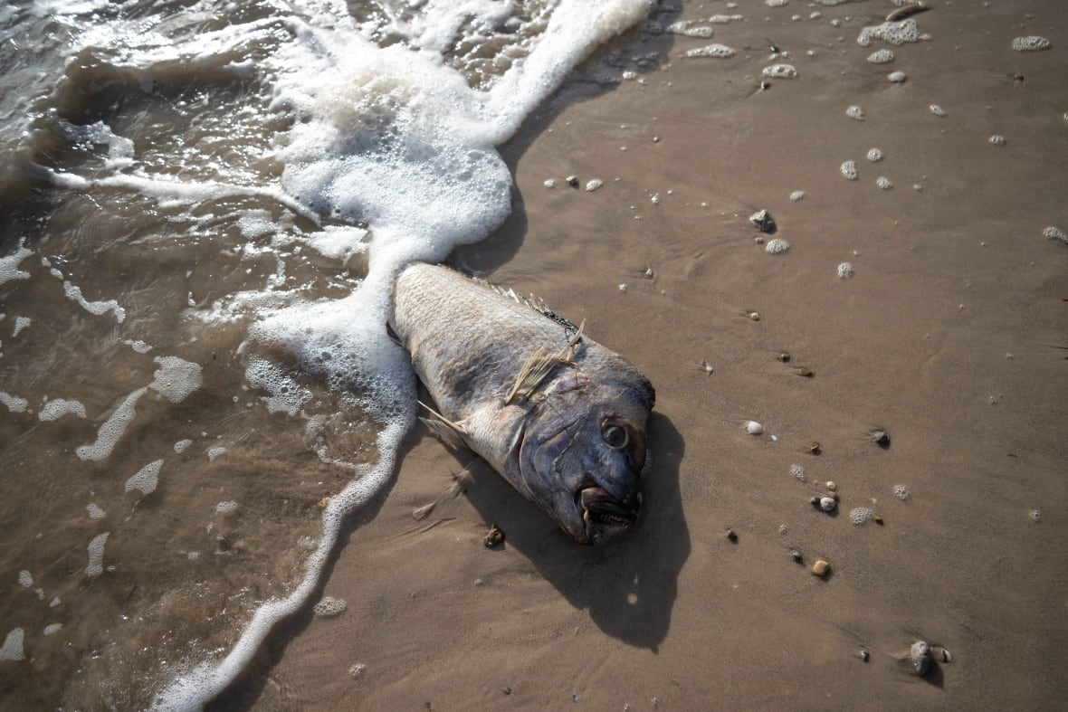 South Australia algal bloom a 'natural disaster,' state's premier says, as species wiped out