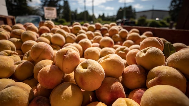 After years of losses, fruit growers in the Okanagan celebrate bountiful harvest