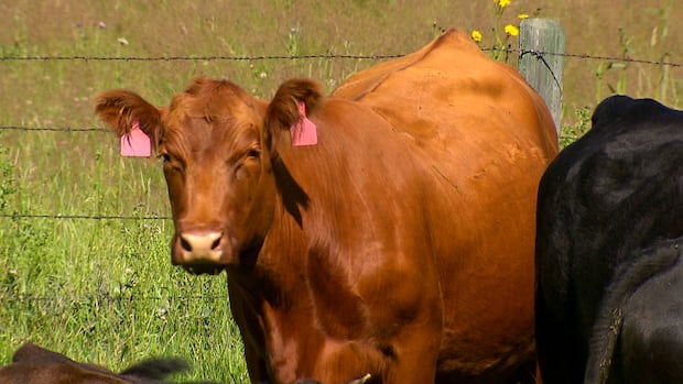 Beef costs more than ever, but Canadians won't let that ruin barbecue season