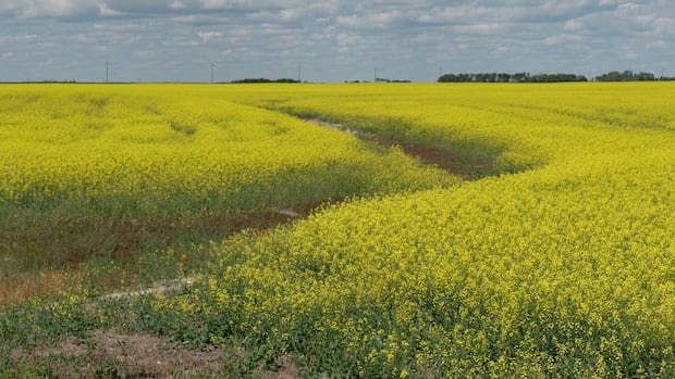 China announces preliminary duty on Canadian canola after anti-dumping probe