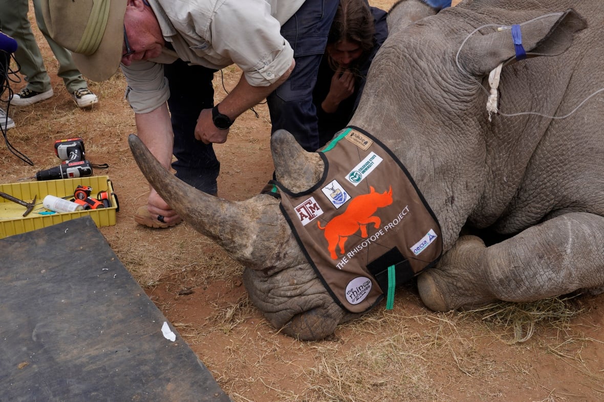 Conservationists are giving rhinos radioactive horns to save them from poachers