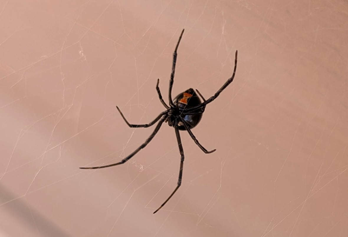 'Extremely rare' sighting of black widow spider reported near Calgary