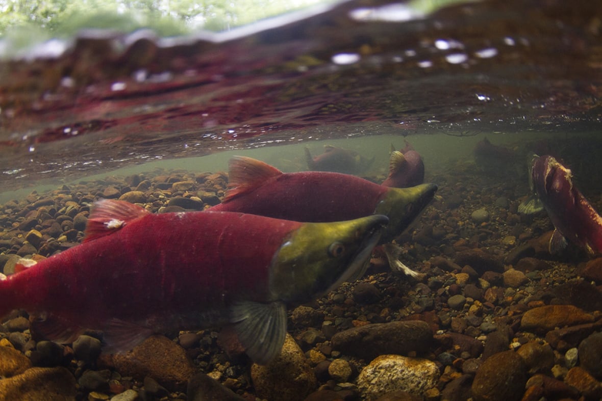 For the first time in over a century, sockeye salmon are able to return to Okanagan Lake