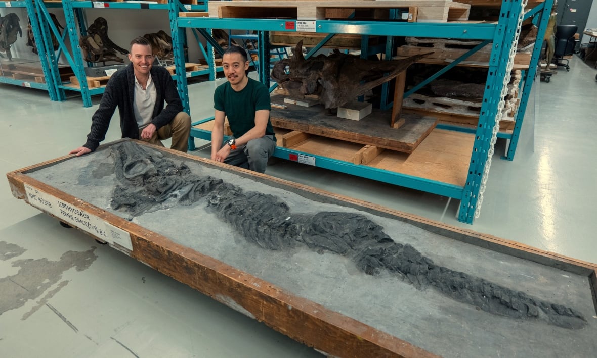 Fossil discovered over 100 years ago in Fernie, B.C., identified as new species