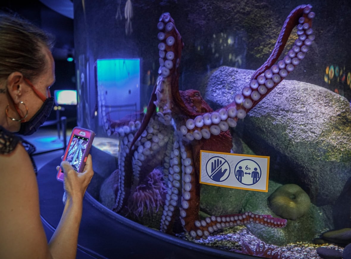 Giant Pacific octopus shoots video of itself after claiming camera from B.C. divers