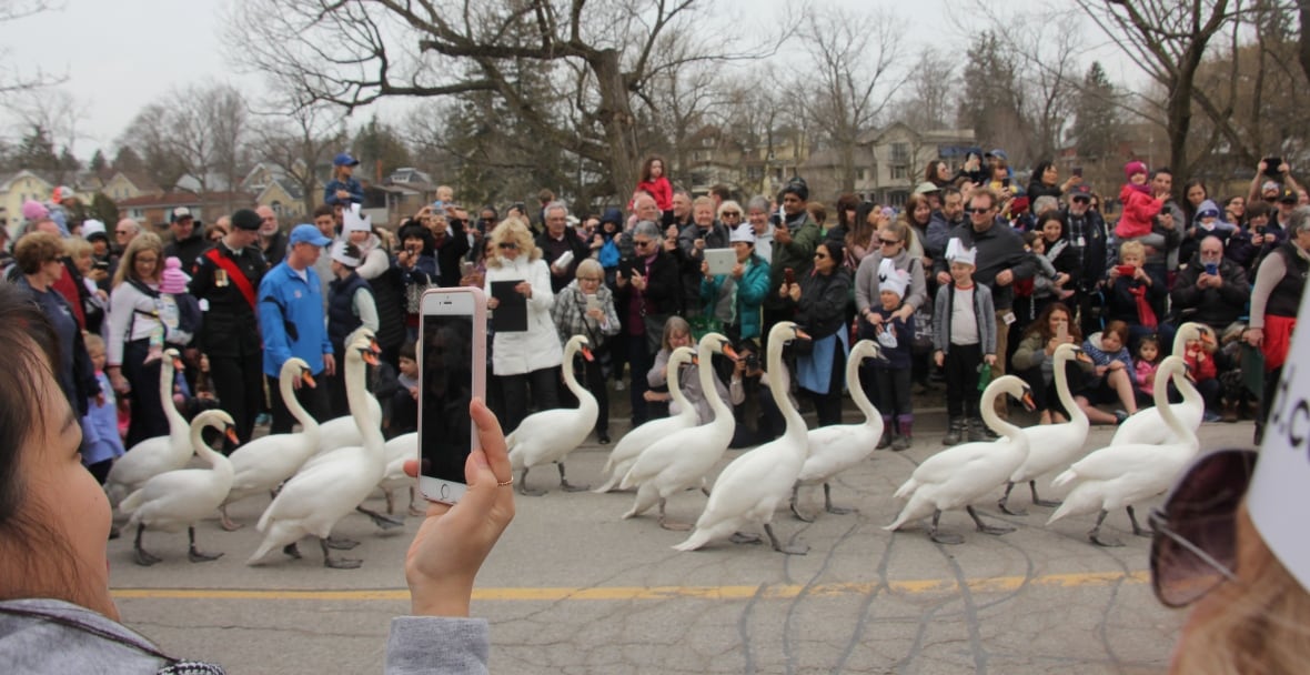 Iconic Stratford, Ont., swans go rogue from Avon River prompting city-wide search