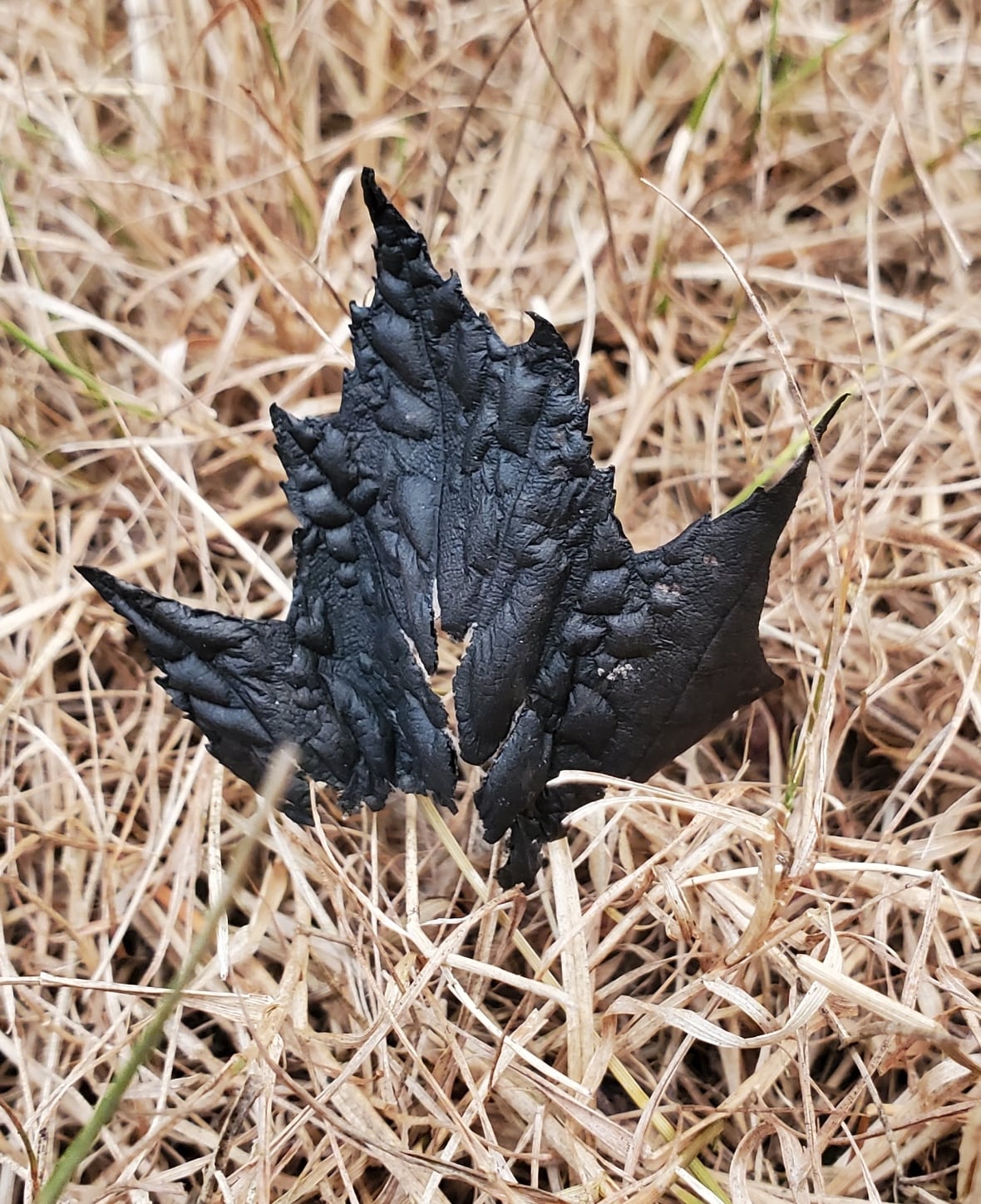 'My heart sank': N.S. photographer snaps striking photo of burnt maple leaf