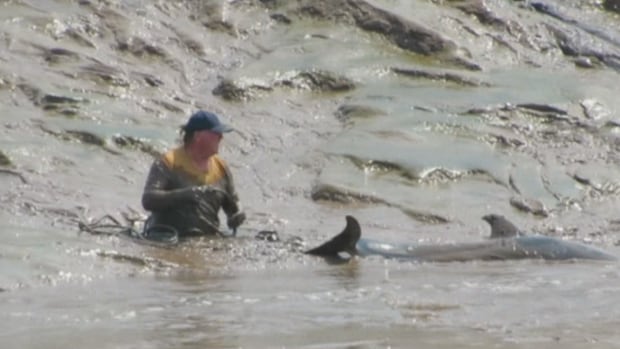 N.S. community gathers to help pod of dolphins trapped in mud