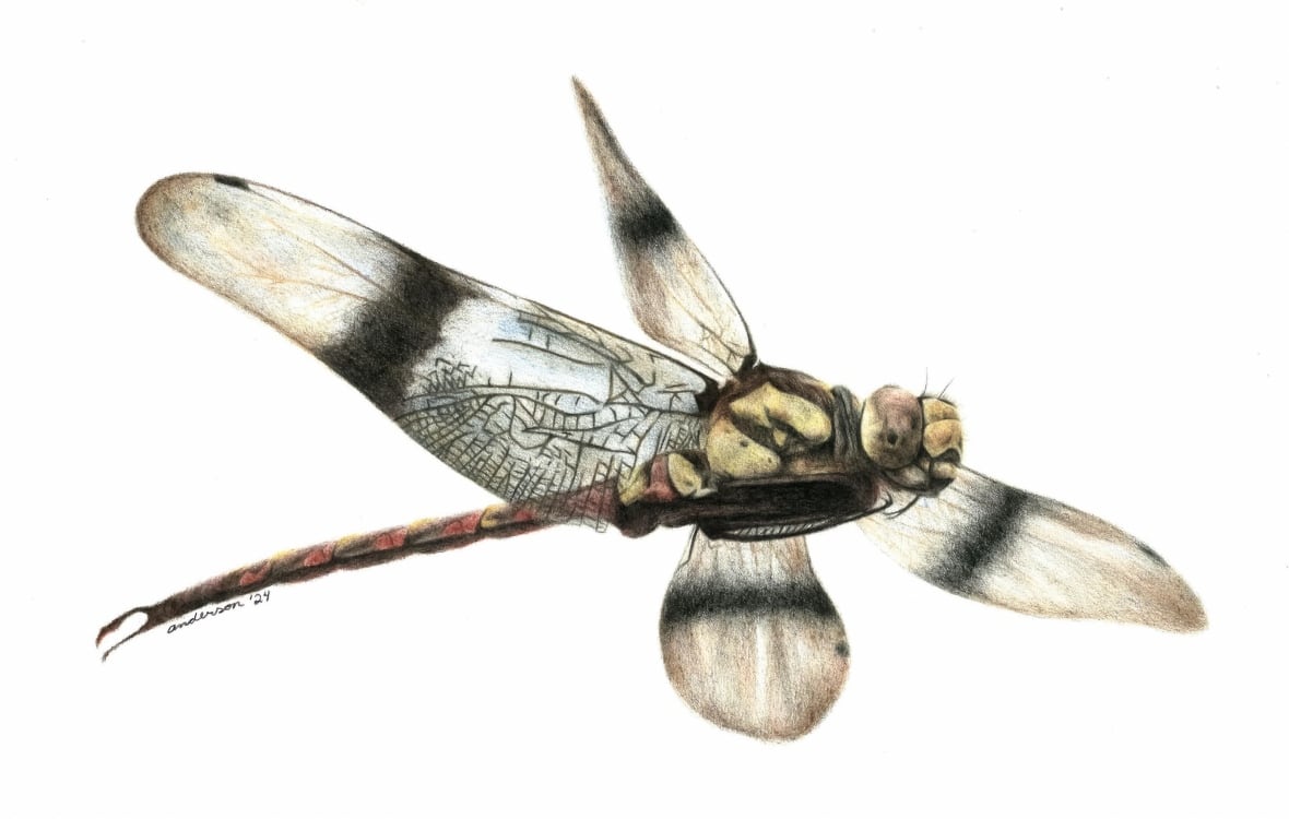 New species of dinosaur-era dragonfly discovered by a research student in Alberta's Badlands