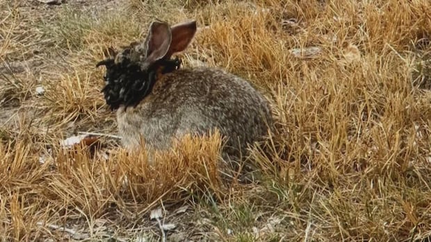Rabbits with strange horn-like growths spotted in Colorado