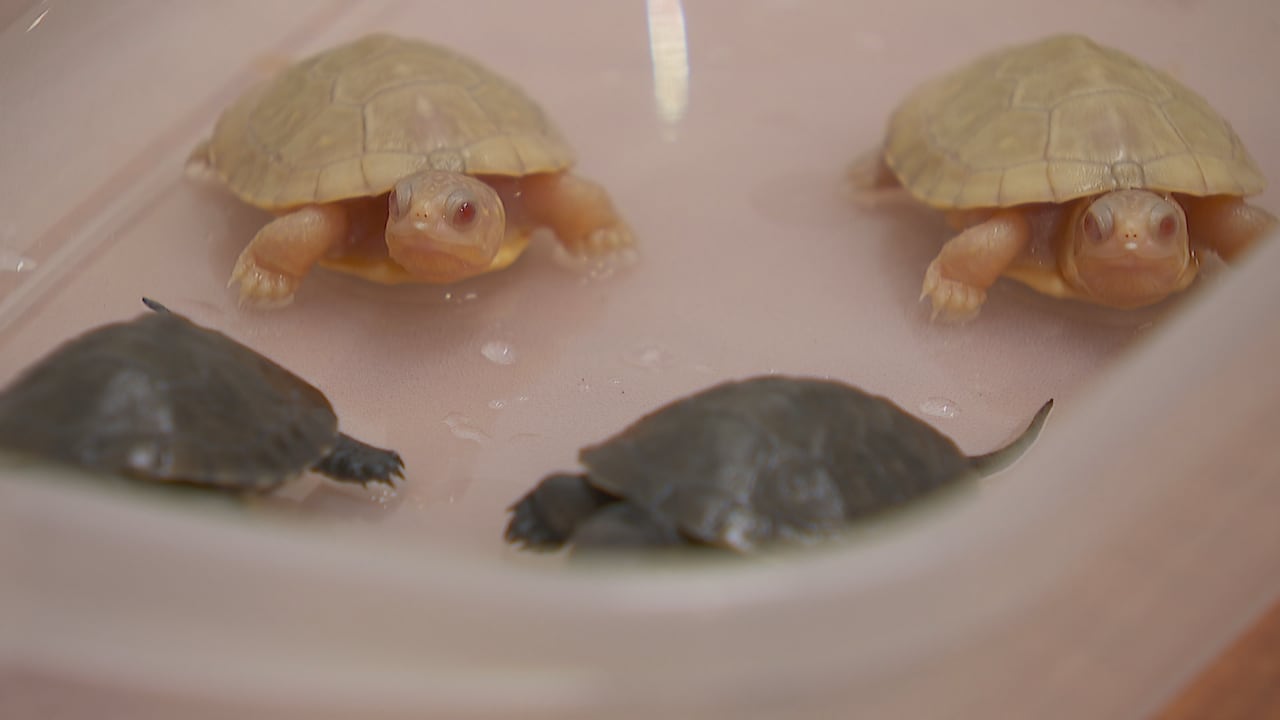 Rare albino turtles hatch from eggs found outside rural Ottawa home
