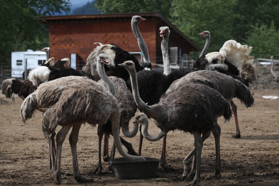 B.C. ostrich cull: Answering your questions after Supreme Court of Canada's reprieve