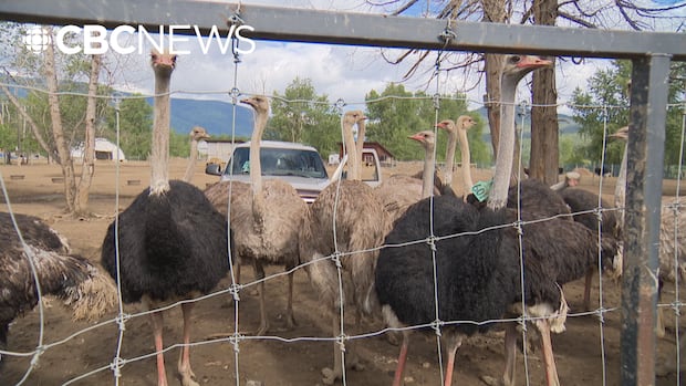Court of Appeal rejects B.C. ostrich farm's latest bid to delay cull of birds due to avian flu