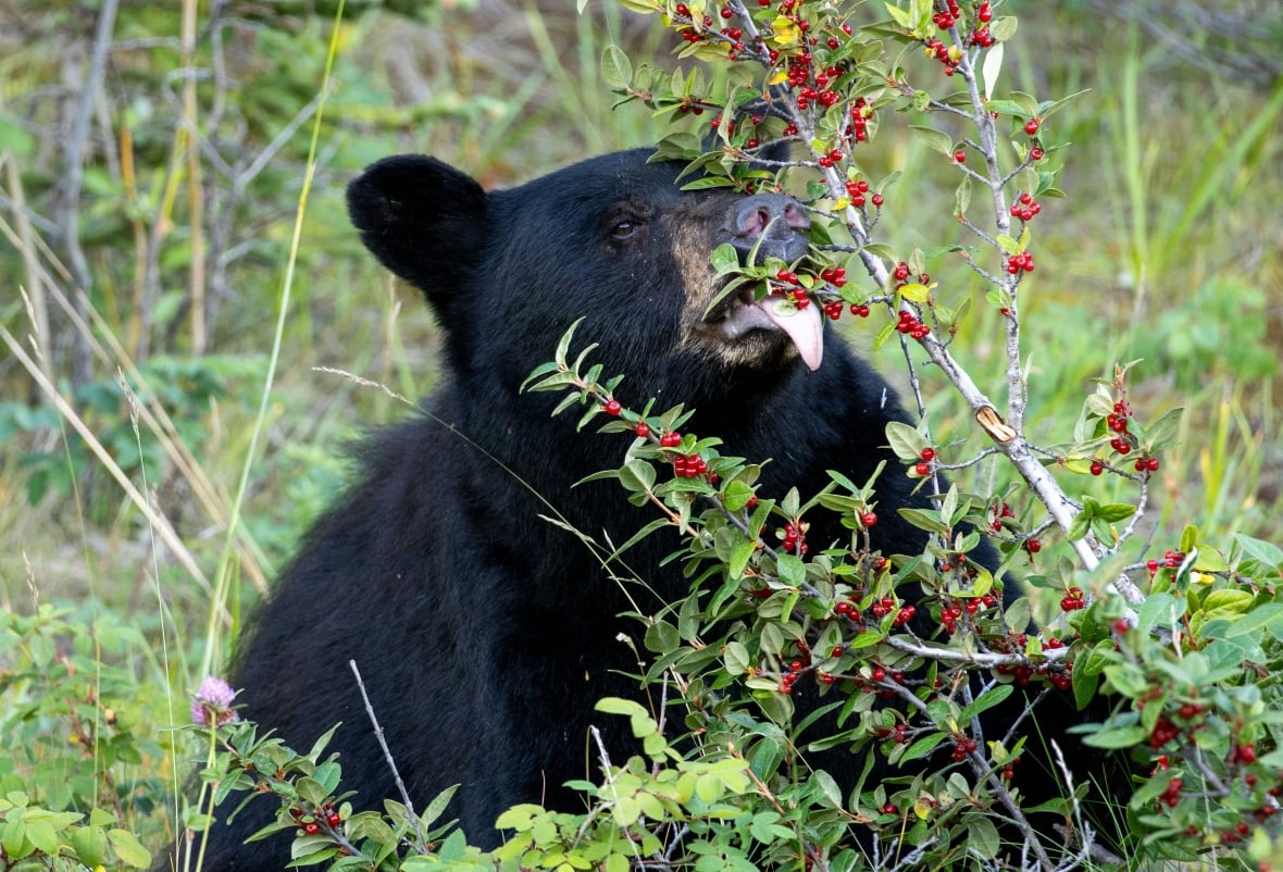 Dog of couple attacked by bear in northern Ontario home barricaded the wild animal till police arrived
